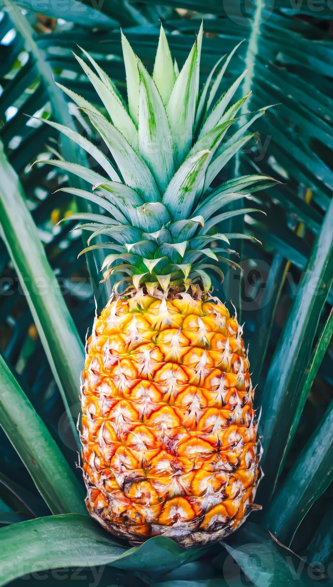 Golden tropical pineapple